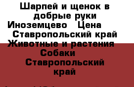 Шарпей и щенок в добрые руки Иноземцево › Цена ­ 1 - Ставропольский край Животные и растения » Собаки   . Ставропольский край